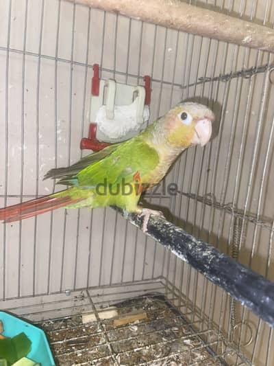 ذكر كونيورً