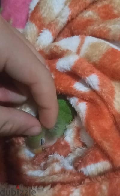 ببغاء روز لايف