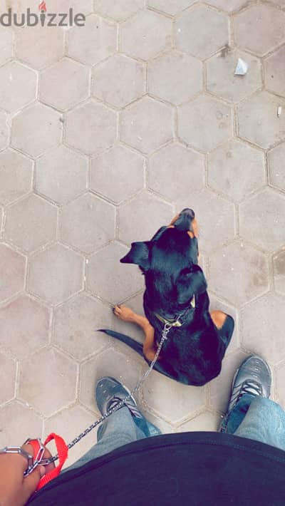 جراويه مدربه طاعه و شراسه