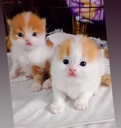 بنت  و ولد الاب بيرشن