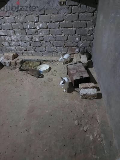 ارنب لبيع
