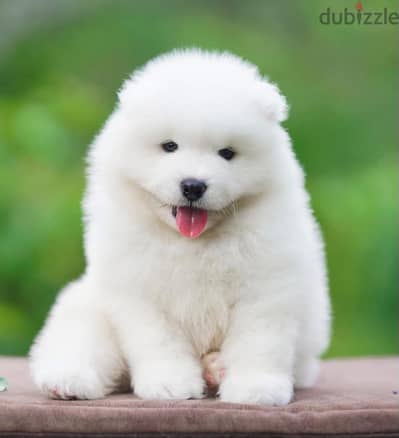 Samoyed