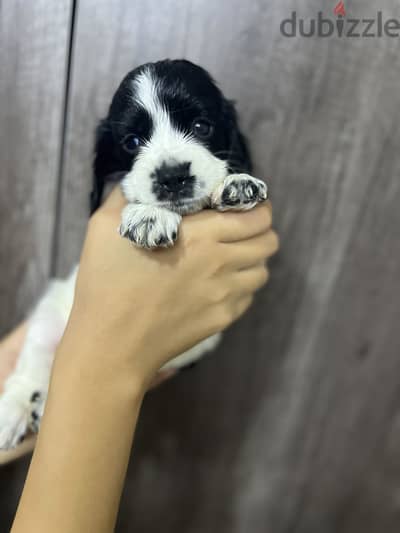 Cocker spaniel