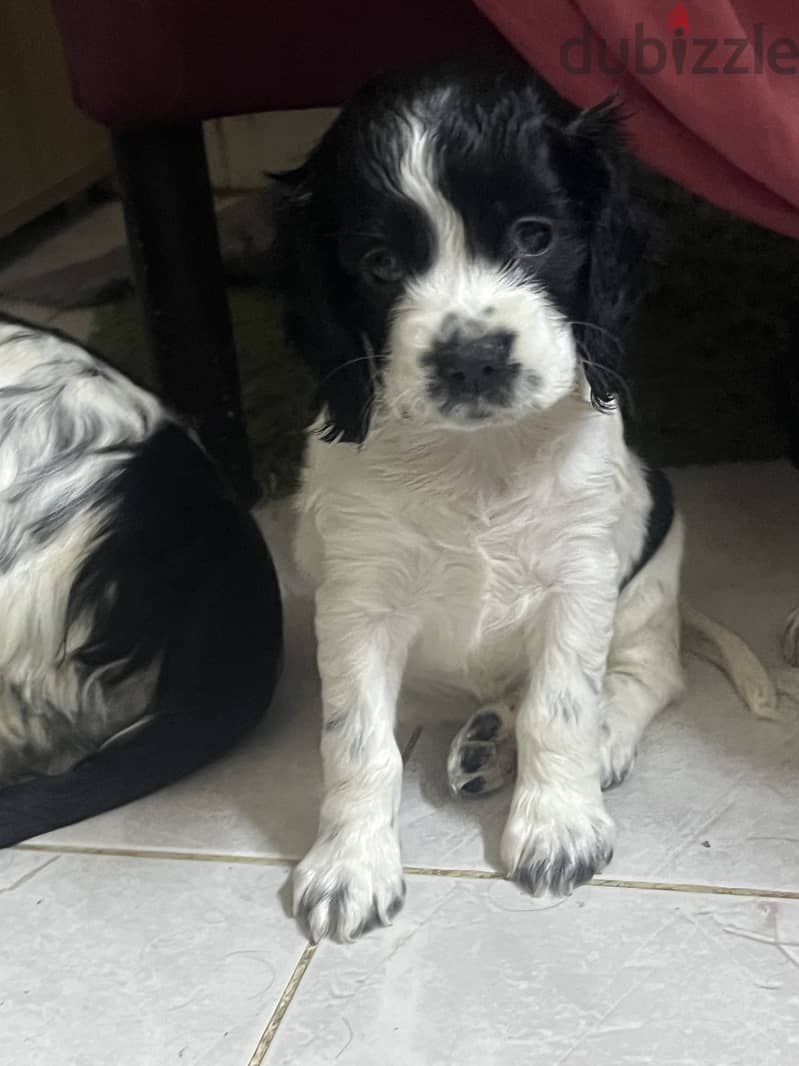 Cocker spaniel 1