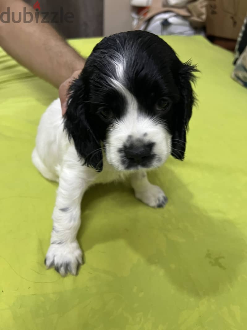 Cocker spaniel 2