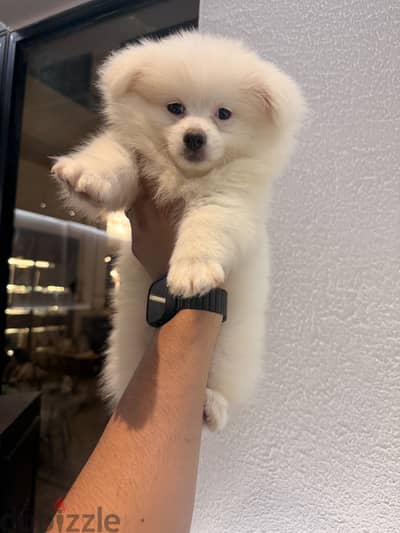 Pomeranian dog for sale