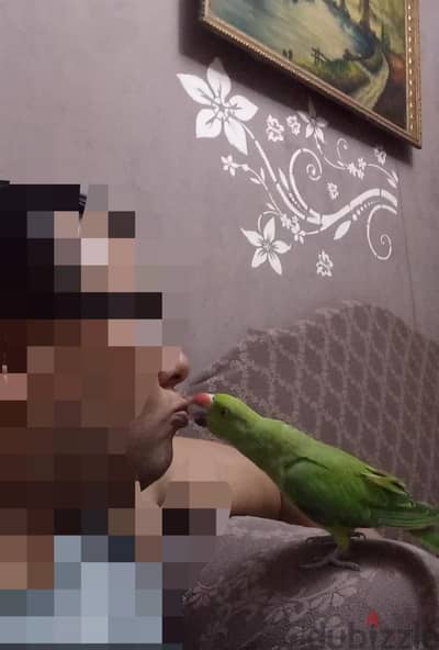 دكر دره اليف