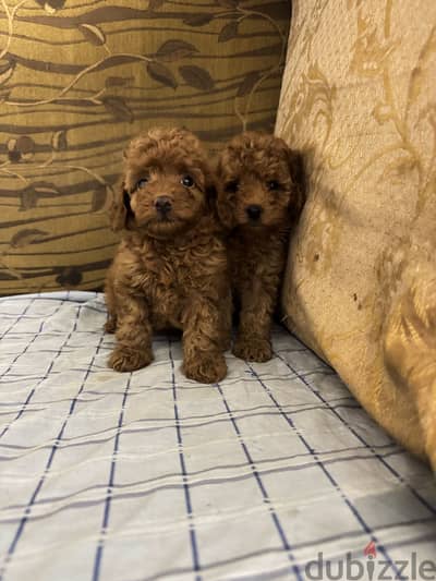 Toy poodle