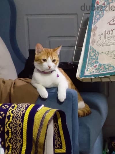 قطة عمرها سنه