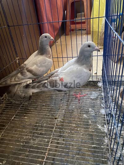 زواجل  جمعيات