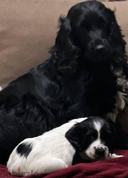 Cocker spaniel 1