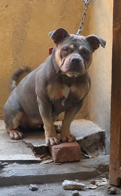 American Bully Female