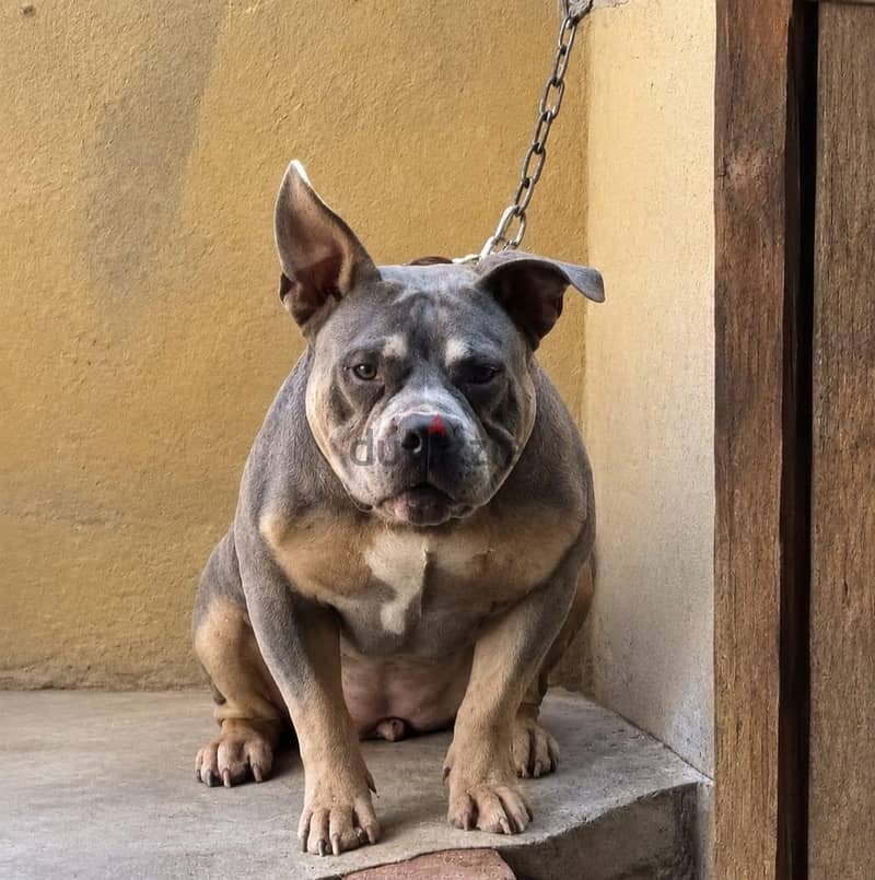 American Bully Female 1