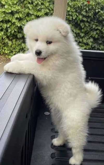 Samoyed _puppy_ samoyed