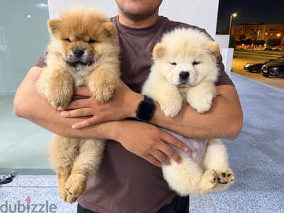 Beautiful Chow Chow Puppies Available Now at Pet&Go!