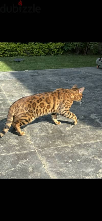 Pure Bengal Cat