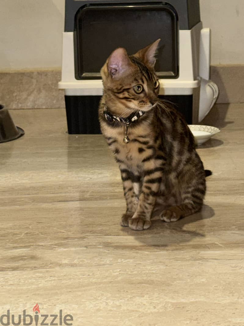 Pure Bengal Cat 3