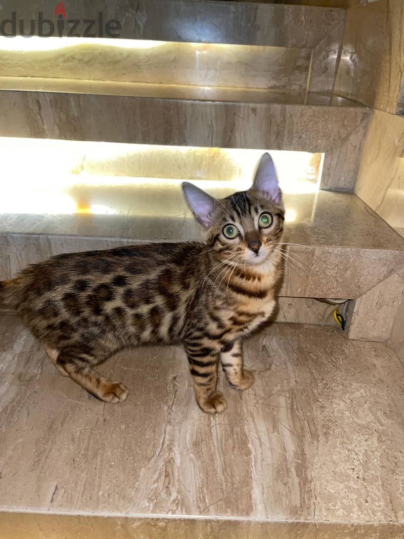 Pure Bengal Cat 4
