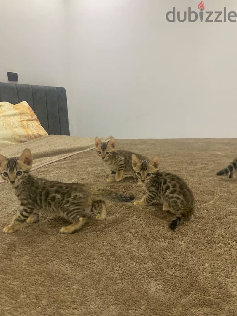 Pure Bengal Cat 5
