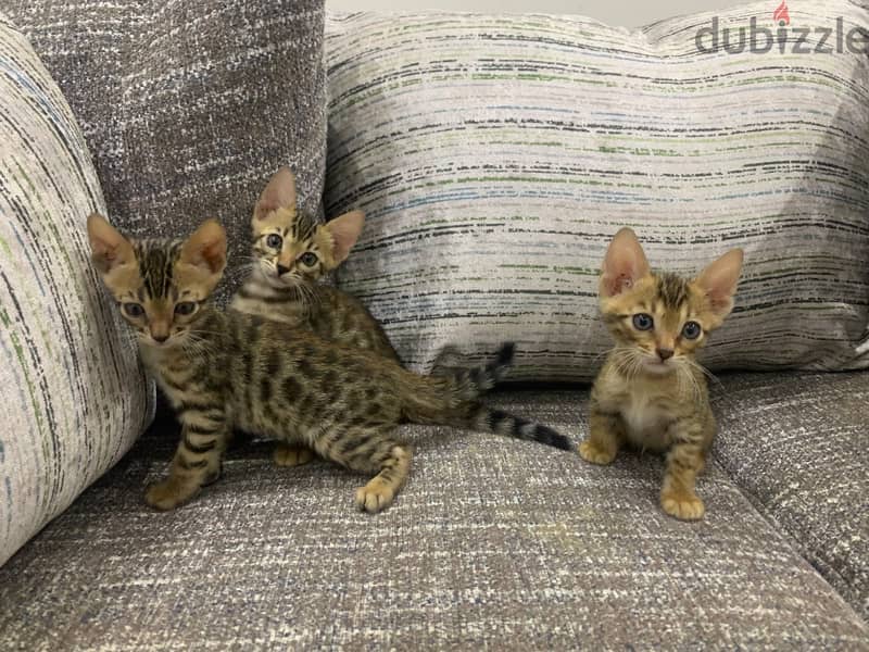 Pure Bengal Cat 6