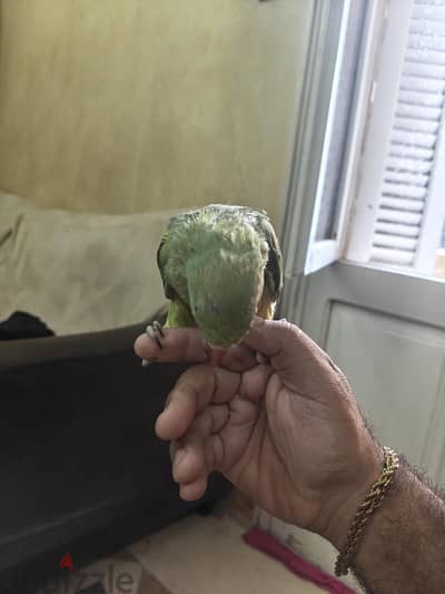دره هندي