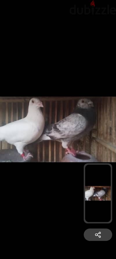جوز حمام كريزلي وجوز بلدي الحمام مقصوص ريشه معاده النتايه الكريزلي