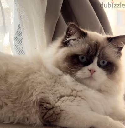 Ragdol cat