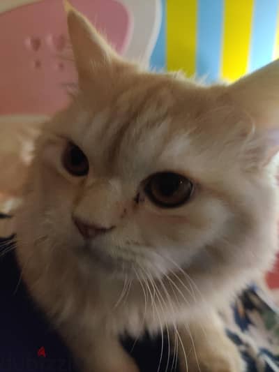 For Adoption male Persian