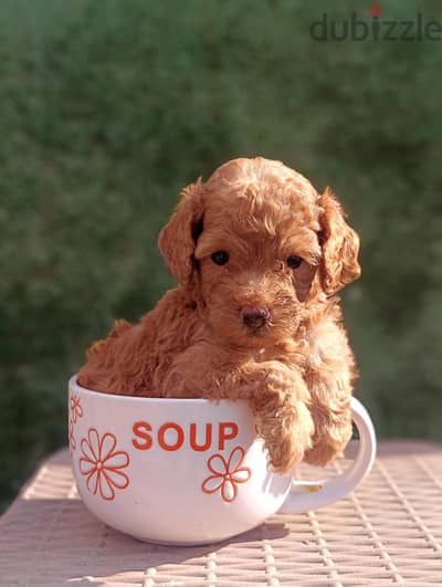 ااقل سعرتوى بودل (toy poodle )فى مصر اخر ولد