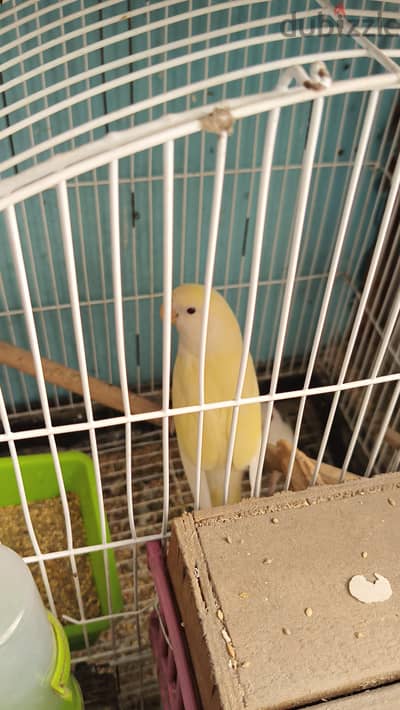 نتايه روز كريمي وذكر روز البينو الأتنين عين حمراء شغالين كذا عش