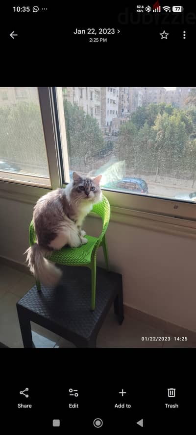 Persian cat