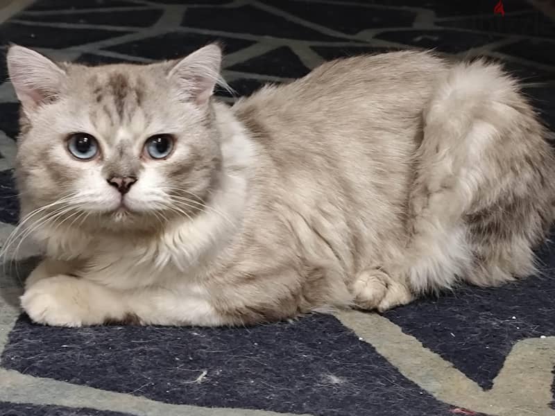 Persian cat 1