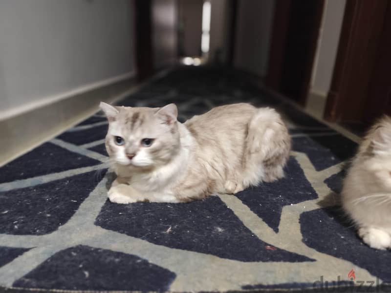 Persian cat 3