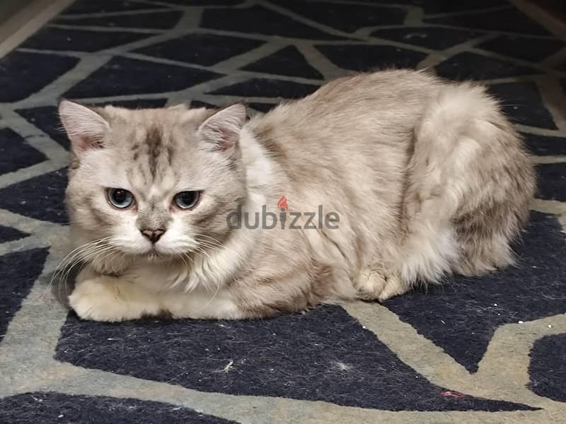 Persian cat 4