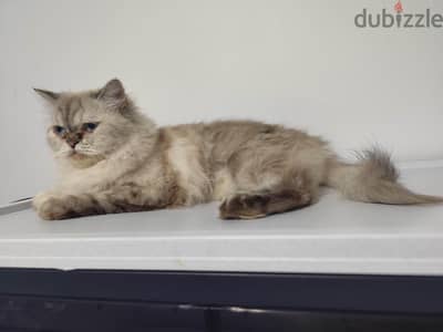 Persian cat