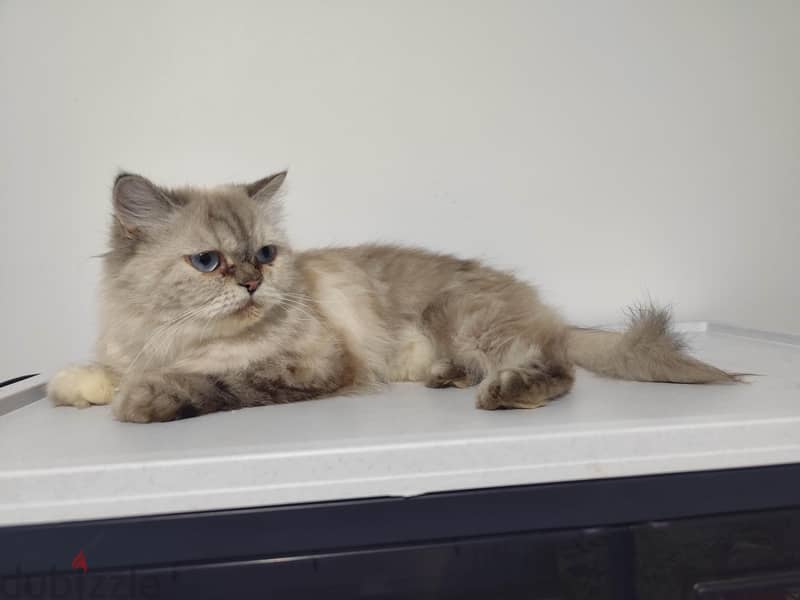 Persian cat 1