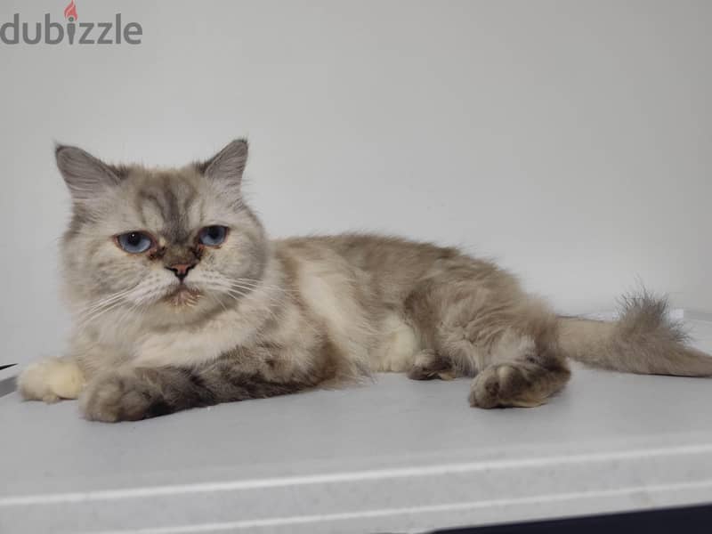 Persian cat 2