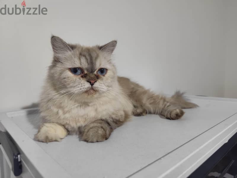 Persian cat 3
