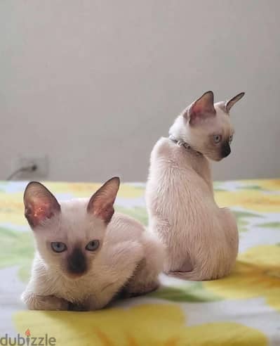 The most beautiful Siamese cats in Egypt