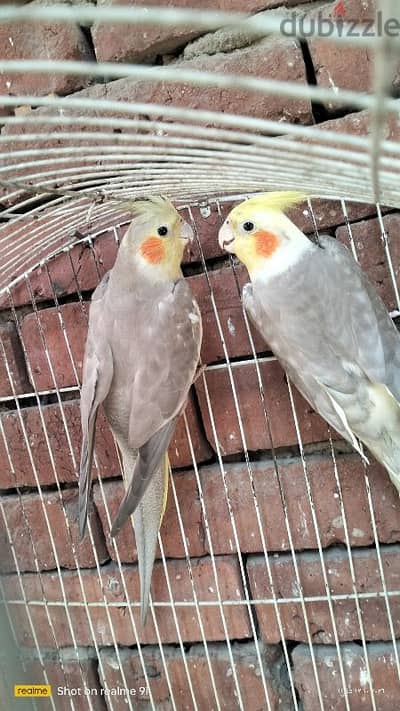 قص كوكتيل شغااال للتواصل واتس 01115590955