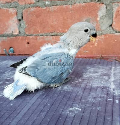 زغاليل روز التاميل اليدوى . تركواز اوبلاين