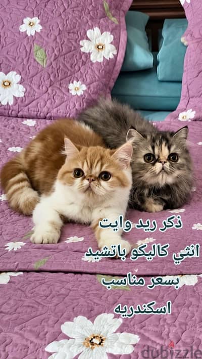 اكزوتيك لونج هير