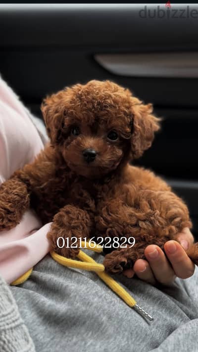 Poodle puppies توي بودل
