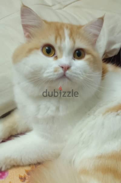 قط شيرازي