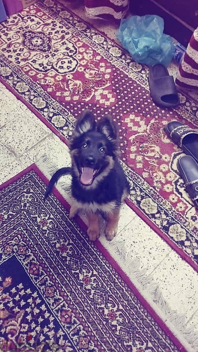 جرو جيرمان