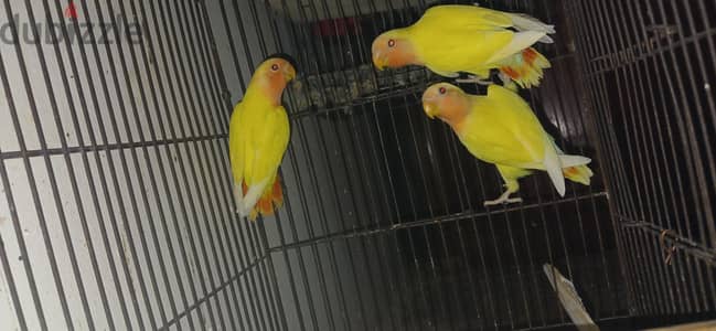 ٣عصافير روز