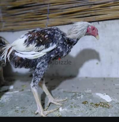 فراخ هندي للبيع