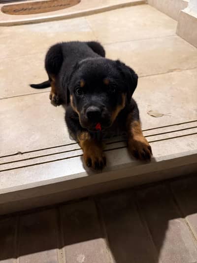 Female puppy