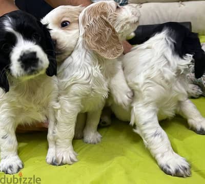 Cocker spaniel puppy