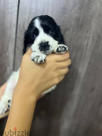 Cocker spaniel puppy